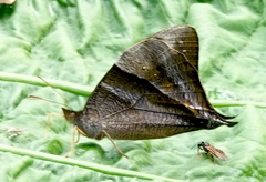 Corades pannonia
