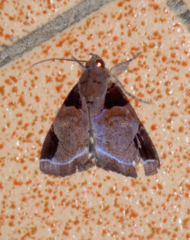 Ercheia