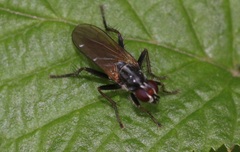 Cordilura