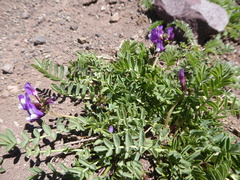 Astragalus cruckshanksii
