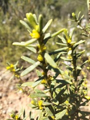 Thymelaea tinctoria