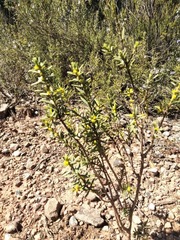 Thymelaea tinctoria