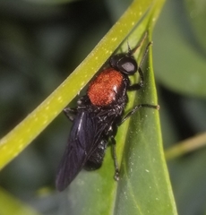 Clitellaria ephippium