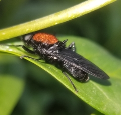 Clitellaria ephippium