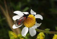 Zygaena sarpedon