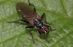 Cordilura