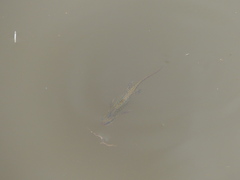 Lissotriton