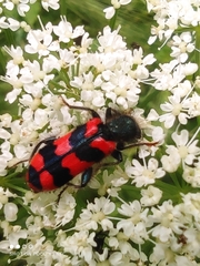 Trichodes alvearius