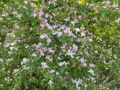 Lonicera tatarica