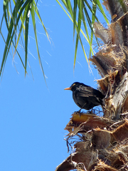 Turdus merula