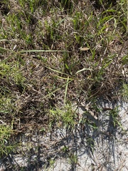 Asclepias lanceolata image