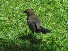 Turdus merula