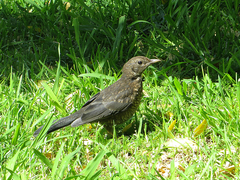 Turdus merula