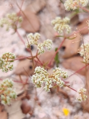 Chaetonychia cymosa
