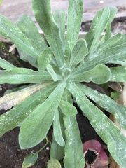 Tournefortia gnaphalodes