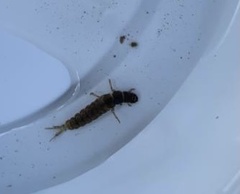 Hydropsyche siltalai