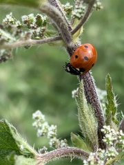 Coccinella septempunctata