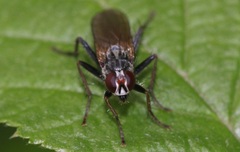 Cordilura
