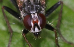 Cordilura