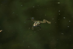 Pelophylax ridibundus