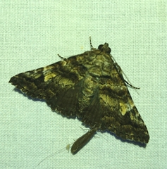 Metria amella