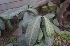 Breynia spatulifolia