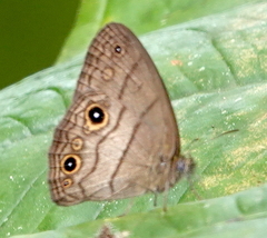 Hermeuptychia harmonia