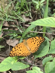 Phalanta phalantha phalantha