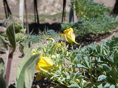 Tropaeolum polyphyllum
