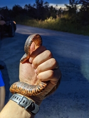 Nerodia sipedon williamengelsi