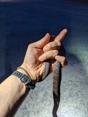 Nerodia sipedon williamengelsi