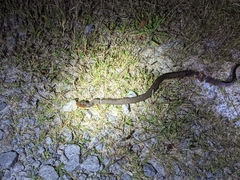 Nerodia sipedon williamengelsi