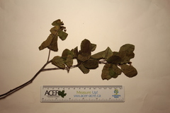 Amelanchier sanguinea
