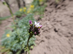 Gilia crassifolia