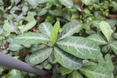 Breynia spatulifolia