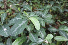 Breynia spatulifolia