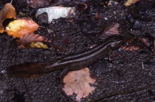 Triturus carnifex