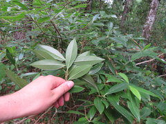 Symplocos tinctoria image