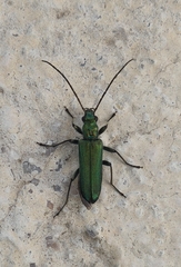 Anogcodes seladonius