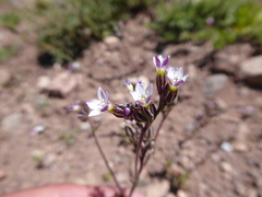 Gilia crassifolia
