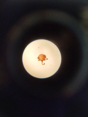 Amblyomma americanum