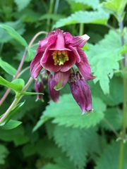 Aquilegia atrata
