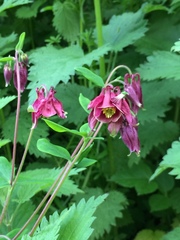 Aquilegia atrata