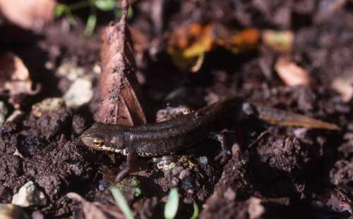 Lissotriton italicus