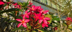 Plumeria rubra