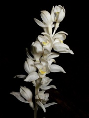 Cephalanthera austiniae