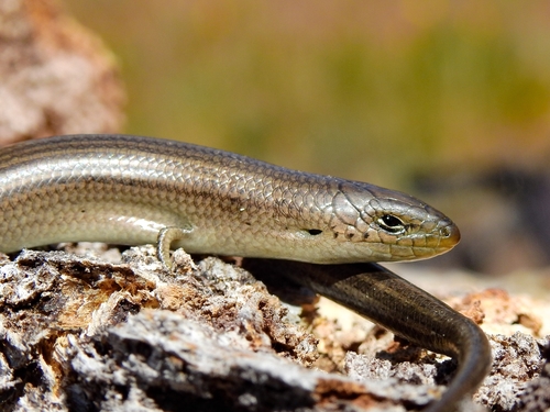 Western Three-toed Skink