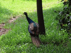 Pavo cristatus × muticus