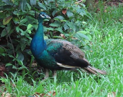 Pavo cristatus × muticus