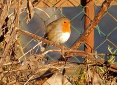 Erithacus rubecula